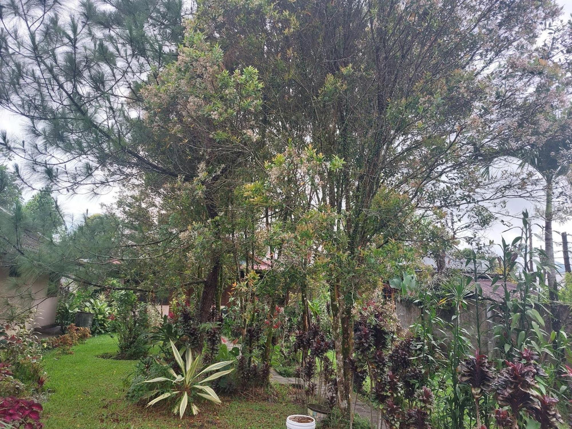 Mountain View Homestay Tomohon Exterior foto